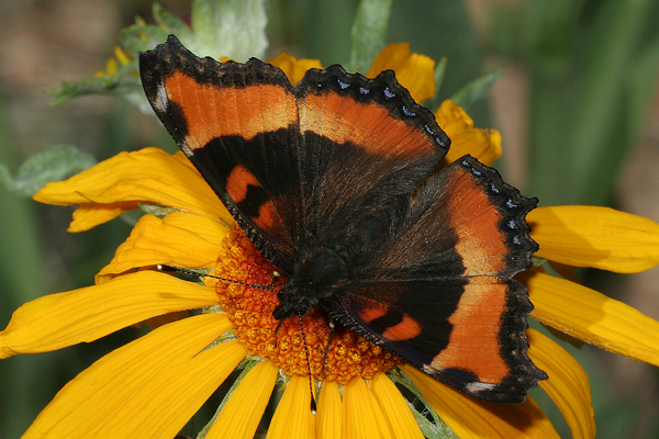 Image 400x300