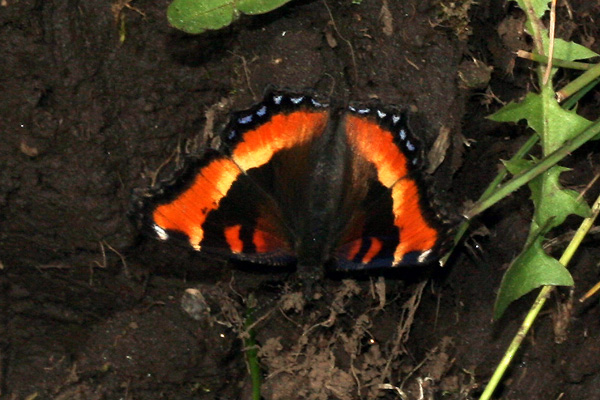 Image 400x300
