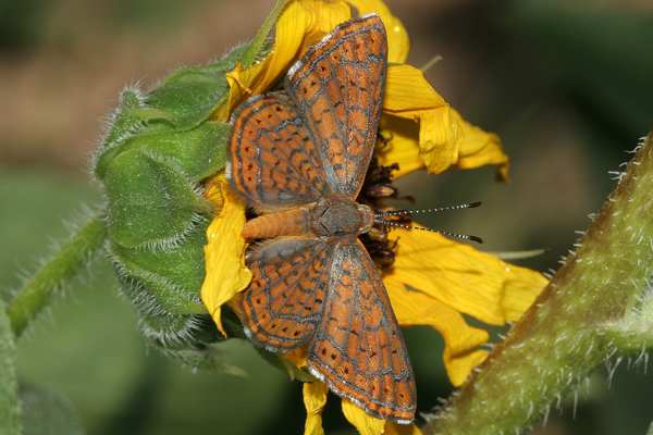 Image 400x300