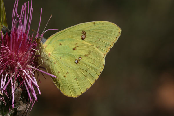Image 400x300