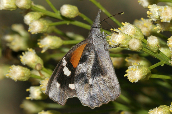 Image 400x300