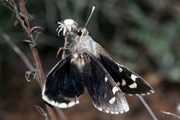 Image 400x300