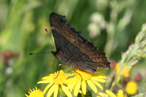 Image 400x300