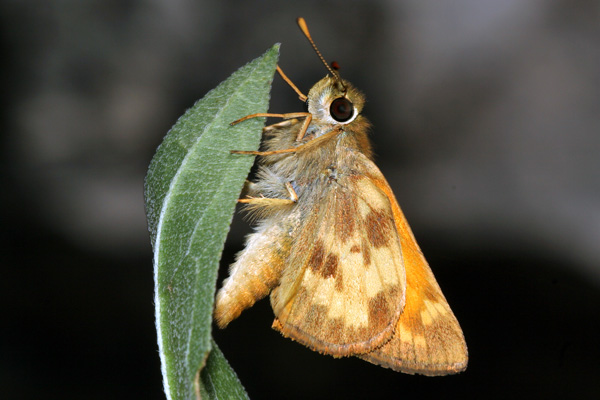 Image 400x300