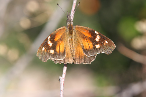 Image 400x300