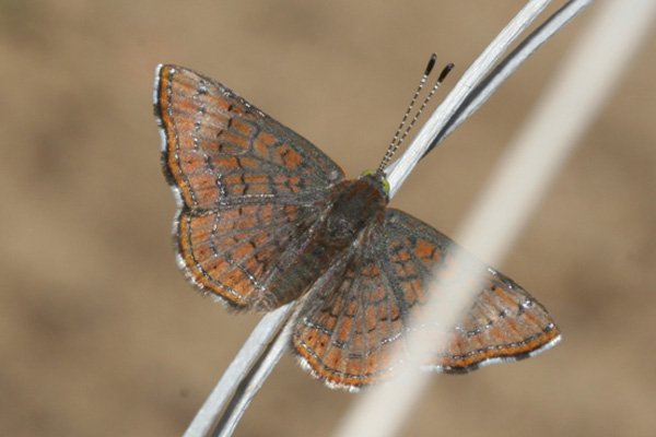 Image 400x300