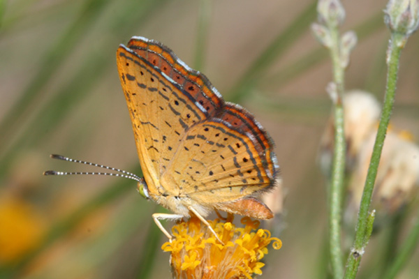 Image 400x300