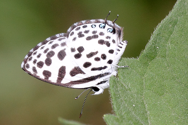 Image 400x300