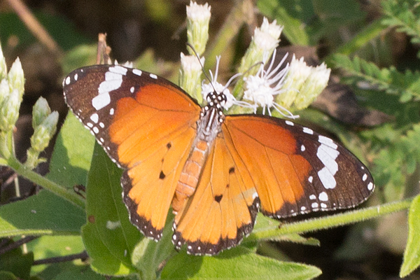 Image 400x300