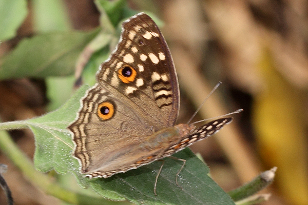 Image 400x300