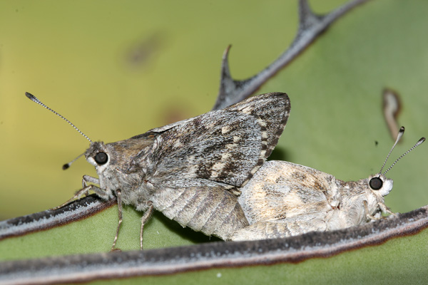 Image 400x300