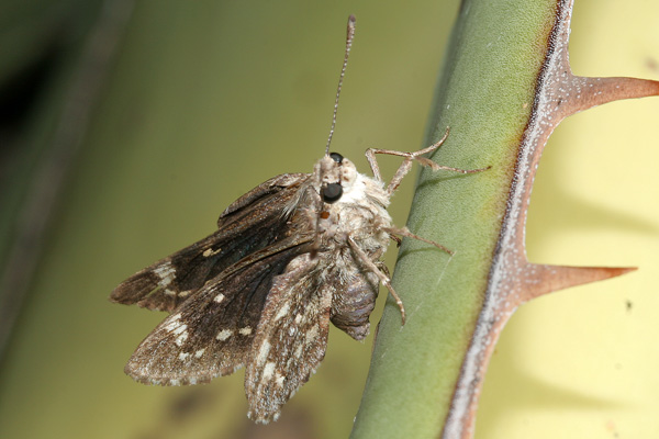 Image 400x300