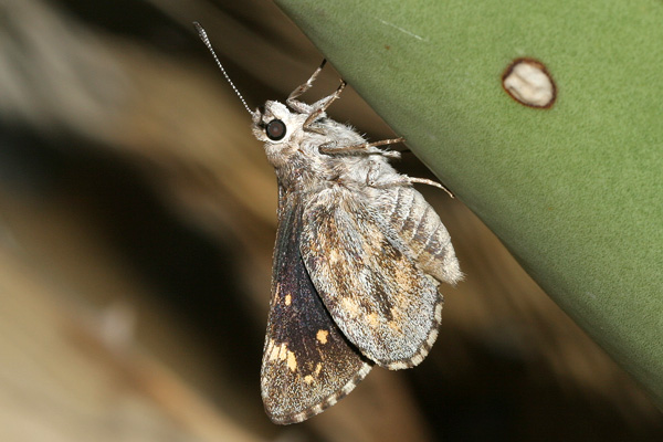 Image 400x300