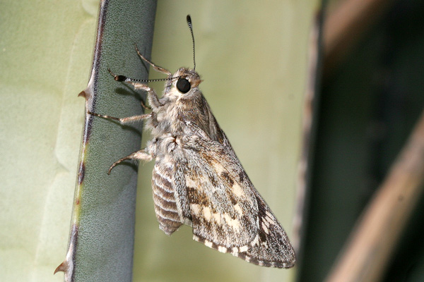 Image 400x300