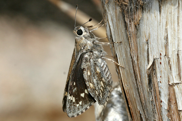 Image 400x300