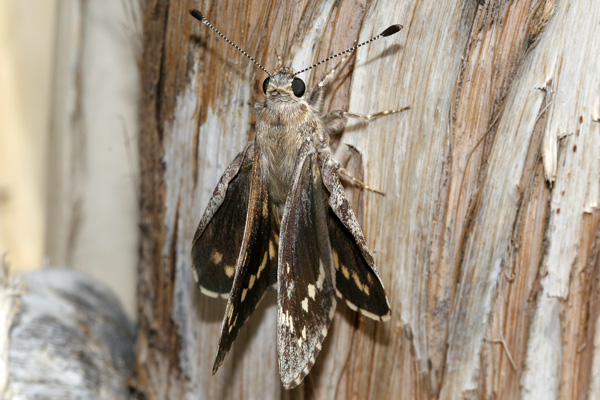 Image 400x300