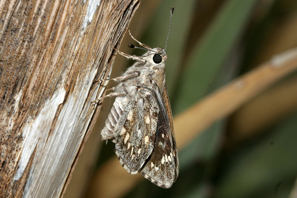 Image 400x300