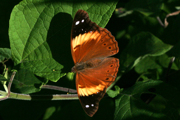 Image 400x300