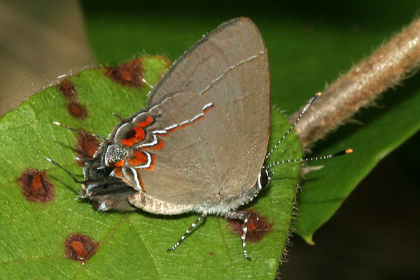 Image 400x300