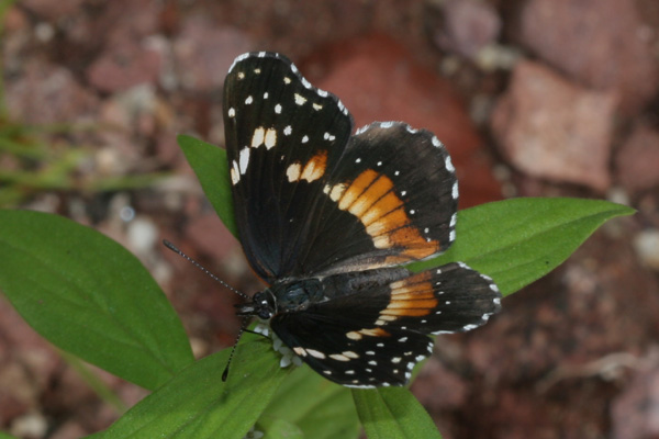 Image 400x300