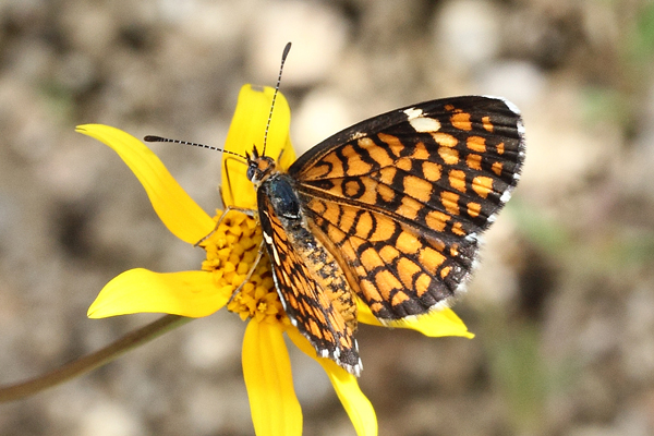 Image 400x300