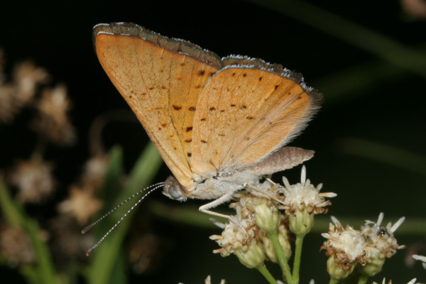 Image 400x300