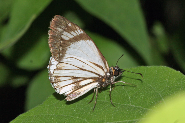 Image 400x300