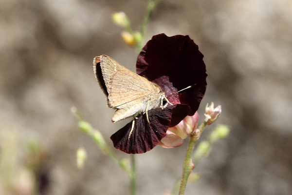 Image 400x300