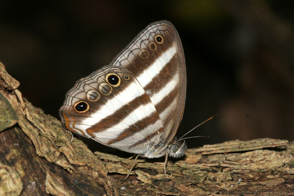 Image 400x300
